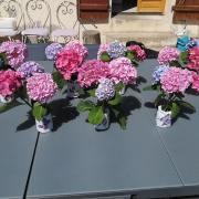 Bouquets d'hortensia pour décoration table repas tennis TCVLC